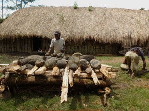 Don’t leave any behind: A man arranges stones above a wooden platform while another man squats to pick up stones. The stones will be heated up by setting the logs on fire. Keeping warm: An old Papuan lady tends to a fire inside a traditional Papuan house.