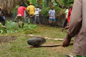 Smoking: Women arrange sweet potatoes in the cooking pit. Under the grass and leaves are hot stones.