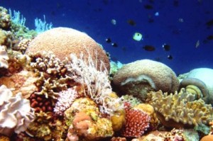 Underwater world: Farid and Yunus dive between Kaledupa and Hoga islands near Wakatobi, Southeast Sulawesi.
